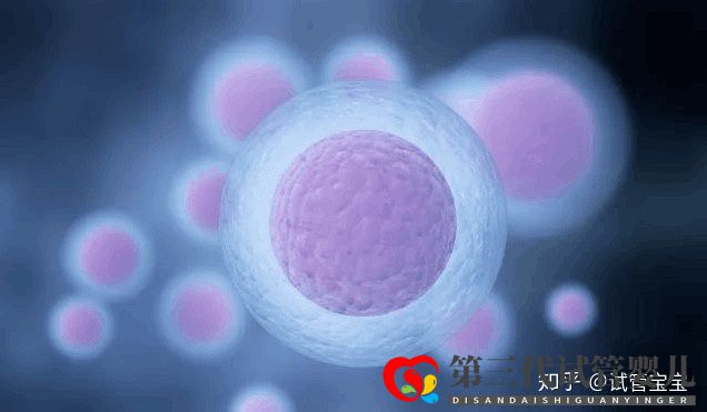 試管嬰兒取卵后多久可以移植胚胎(圖1) 試管嬰兒取卵后多久可以移植胚胎(圖1)