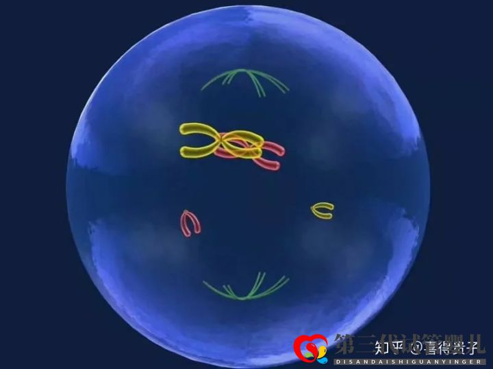 夫妻染色體正常,但胚胎染色體異常,什么原因引起(圖2) 夫妻染色體正常,但胚胎染色體異常,什么原因引起(圖2)