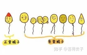 夫妻染色體正常,但胚胎染色體異常,什么原因引起(圖8) 夫妻染色體正常,但胚胎染色體異常,什么原因引起(圖8)