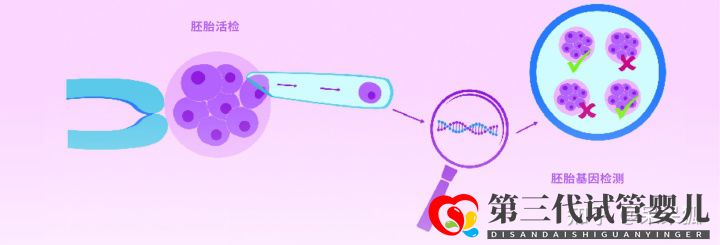 第三代試管可以篩選哪些遺傳病,第三代試管能避免遺...(圖5) 第三代試管可以篩選哪些遺傳病,第三代試管能避免遺...(圖5)