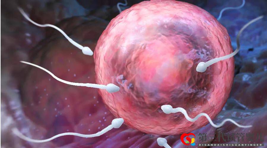 三代試管嬰兒移植后多久可以測(cè)到胎心?(圖1) 三代試管嬰兒移植后多久可以測(cè)到胎心?(圖1)