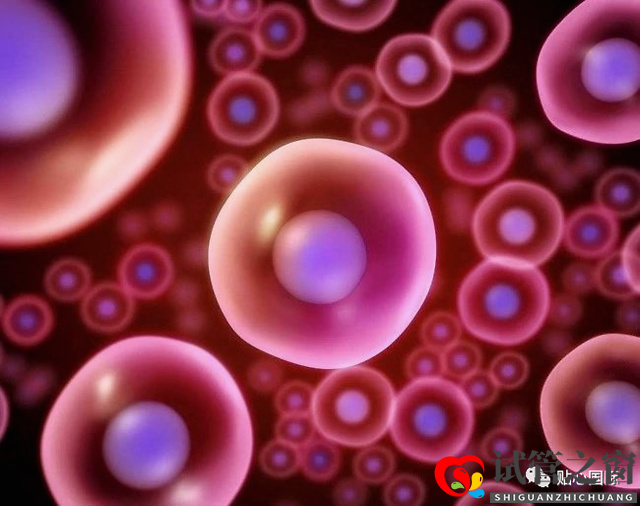 第三代試管要取多少卵子才可以成功得到一個健康的試管寶寶?(圖1) 第三代試管要取多少卵子才可以成功得到一個健康的試管寶寶?(圖1)