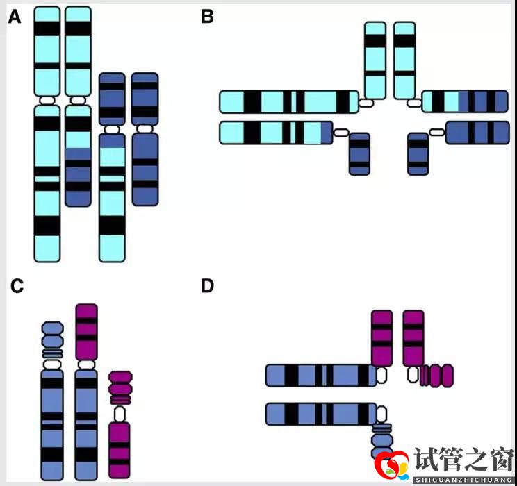 “完全正常”染色體的第三代試管嬰兒是真的嗎？(圖2)