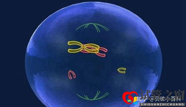 人工授精與試管嬰兒的區別在哪兒哪個成功率更大(圖4)