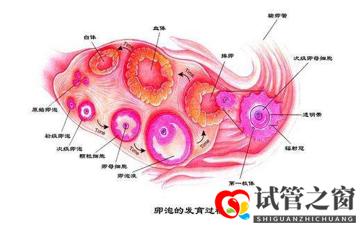 女性卵泡發育不良怎么做試管嬰兒(圖1) 女性卵泡發育不良怎么做試管嬰兒(圖1)