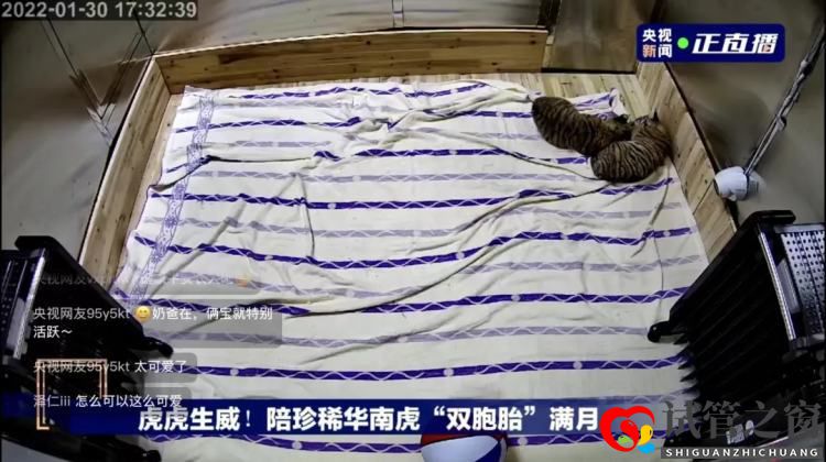 養(yǎng)一頭胖虎,你要花多少錢?(圖1) 養(yǎng)一頭胖虎,你要花多少錢?(圖1)