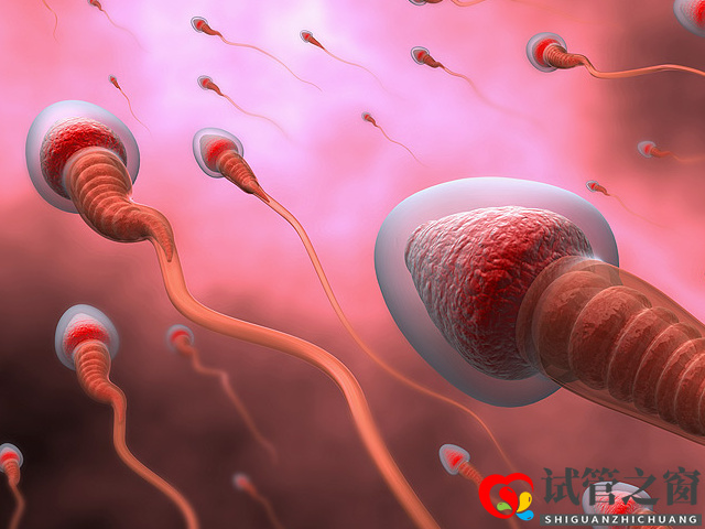 精子質(zhì)量差會影響做試管成功率