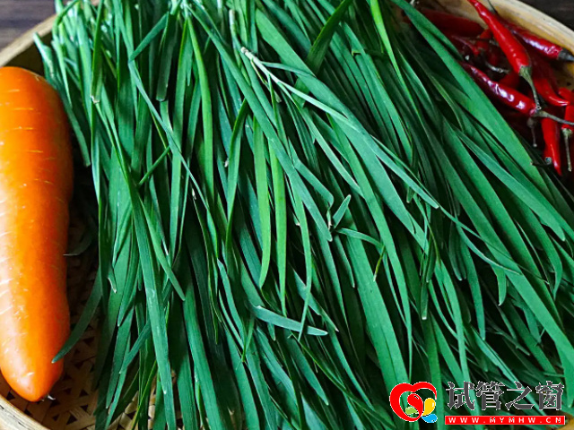 這5種東西越吃產(chǎn)生的精子量就越多,簡直是弱少精患者的福音(圖2) 韭菜具有生精的作用