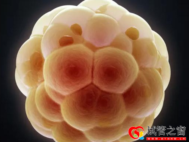 基礎卵泡又叫做始基卵泡