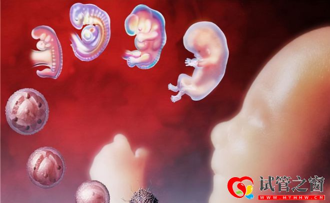 每年有30萬名試管嬰兒誕生!費用要10萬起效果卻因人而異(圖1)