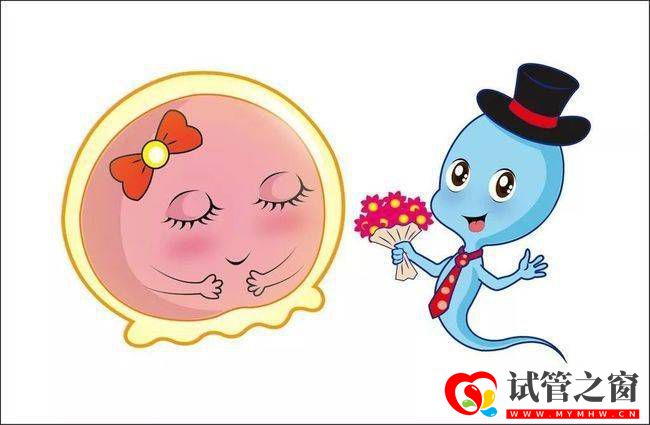 三代試管促排吃啥可以提高卵泡質量(圖2) 三代試管促排吃啥可以提高卵泡質量(圖2)