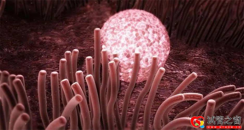 三代試管懷雙胎的幾種情況詳解(圖2)