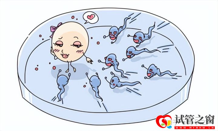 真的是越多越好么關于取卵你知道多少(圖1) 真的是越多越好么關于取卵你知道多少(圖1)