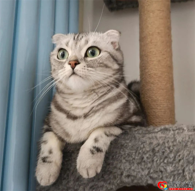 試管之窗:“試管嬰兒”手術做一半丈夫去世,妻子想繼續手術被醫院拒絕,怎么...(圖1) 試管之窗:“試管嬰兒”手術做一半丈夫去世,妻子想繼續手術被醫院拒絕,怎么...(圖1)