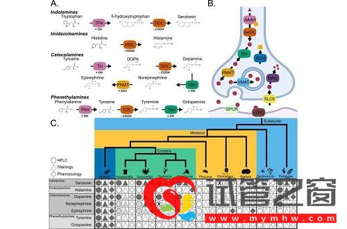 學習和記憶基因已有6.5億年歷史(圖1)