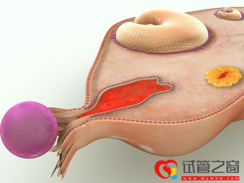 人未老，卵巢先衰？提醒女性：這多半與5大行為有關，需盡早改掉(圖1)