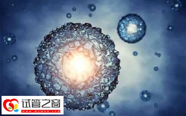 試管嬰兒成功率由什么決定