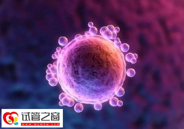 卵泡長到18mm即為成熟卵泡