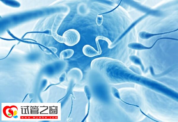 弱精懷孕是否會(huì)導(dǎo)致胎停(圖1) 精子質(zhì)量不好會(huì)影響胚胎發(fā)育