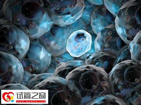 14細胞胚胎質量越好成功率越高