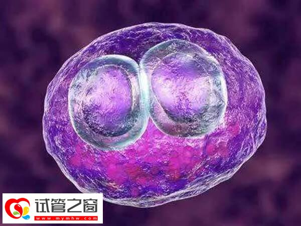 胚胎移植后要注意觀察身體變化