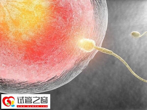 少精弱精會影響胚胎質量