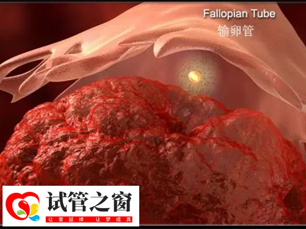 供卵與AMH低之間存在一定關聯