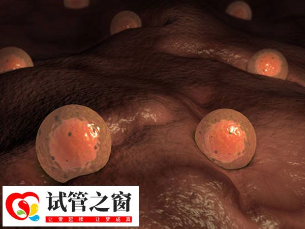 囊胚和凍囊胚著床速度差不多