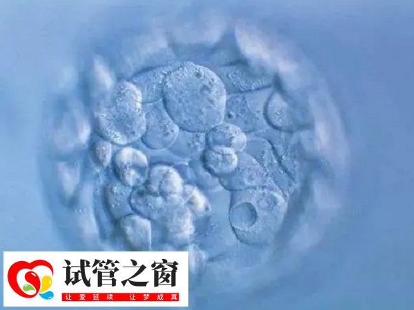 勃瑞精能改善胚胎質量