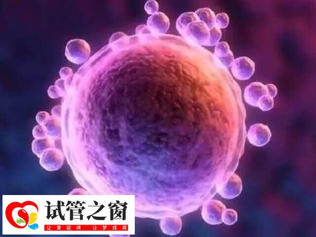 試管嬰兒移植哪種胚胎好(圖1) 囊胚是體外發(fā)育5-6天的胚胎