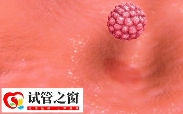 內膜通常需要在7-13mm之間進行囊胚移植