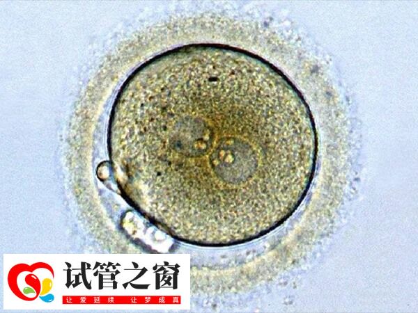 移植囊胚后其著床時間是7天左右