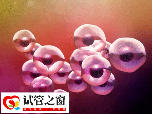 移植三個胚胎可以增加內膜著床的幾率