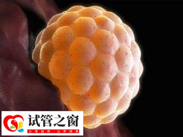 養囊通常需要5-7天