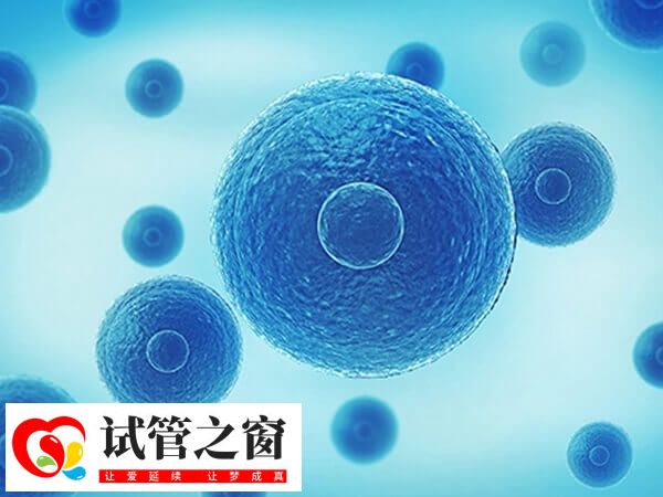 4bb囊胚已經(jīng)具備了較好的發(fā)育潛力