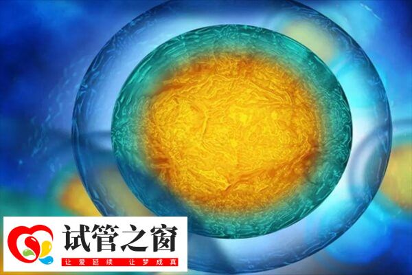 試管嬰兒移植之后位置并不是固定不動(dòng)的