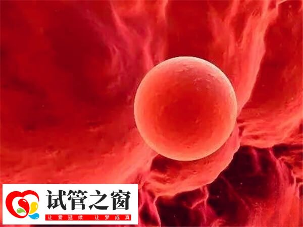 移植囊胚懷雙胞胎幾率約50%