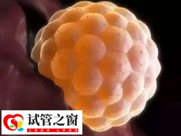 6aa囊胚移植成功率約在50-60%左右