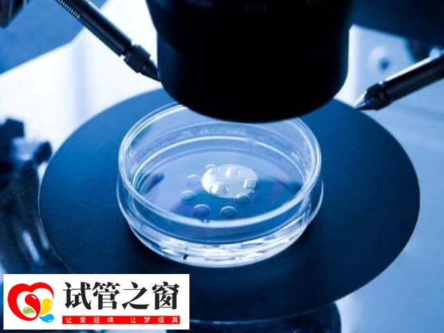 6aa囊胚被認為是優質的胚胎