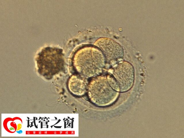 囊胚質(zhì)量的數(shù)字代表發(fā)育快慢
