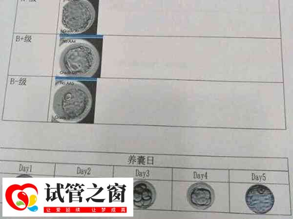 囊胚和冷凍囊胚區(qū)別不大