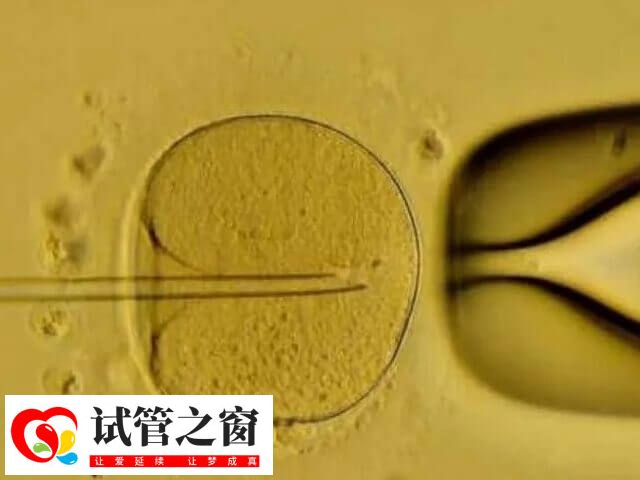 中等質量囊胚的發育能力還是不錯的