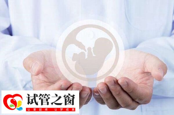 取卵后三天可進行鮮胚移植