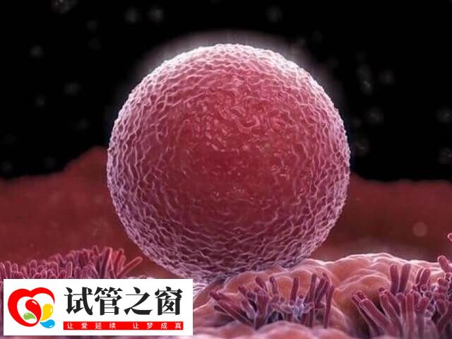 試管移植時間并非固定在月經的某一天