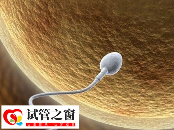 射精精子中的DNA碎片量高于睪丸精子