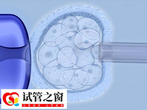 三級胚胎也有可能發育成囊胚