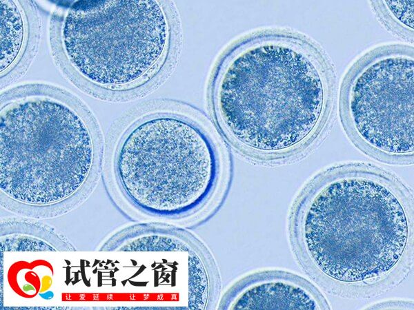 拮抗劑方案的移植時間因移植類型不同而有所差異