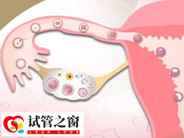 試管促排長(zhǎng)方案卵泡是不是長(zhǎng)得慢(圖2) 試管促排卵需要一定時(shí)間
