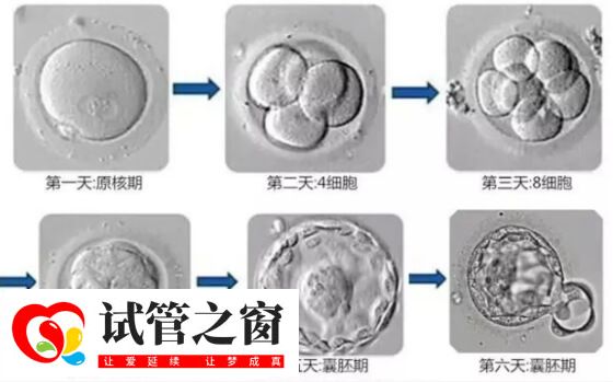 養囊全部成功說明什么(圖2) 囊胚培養過程