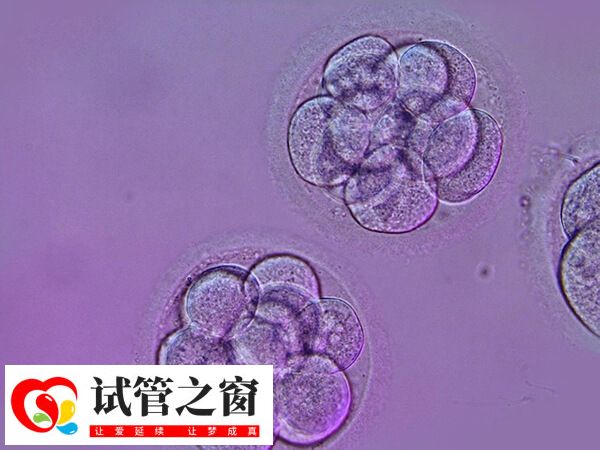 養(yǎng)囊成功移植是不是一定會成功(圖2) 移植囊胚的成功率受多方面因素影響